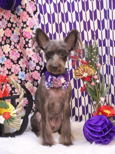 20250119コットンくん